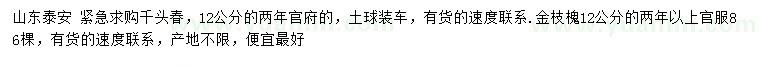 求購12公分千頭椿、金枝槐