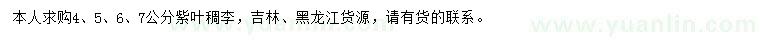 求購4、5、6、7公分紫葉稠李