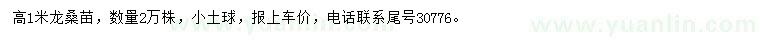 求購高1米龍桑苗