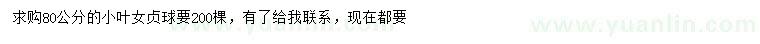 求購80公分小葉女貞球