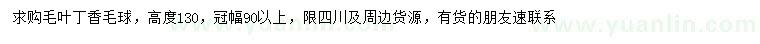 求購高130公分毛葉丁香毛球