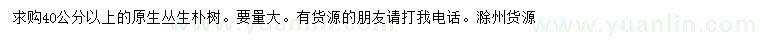 求購40公分以上原生叢生樸樹