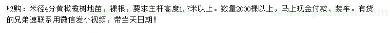 求購米徑4分黃橄欖樹