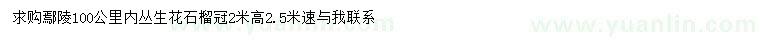 求購高2.5米叢生花石榴