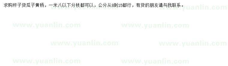 求購8-15公分瓜子黃楊