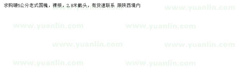 求購5公分國槐
