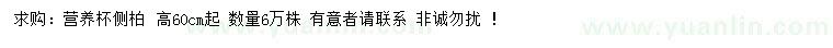 求購高60公分起側(cè)柏