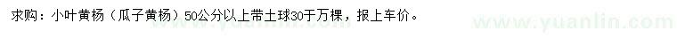 求購50公分以上小葉黃楊（瓜子黃楊）