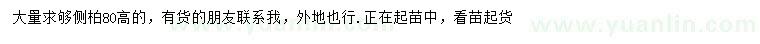 求購高80公分側(cè)柏