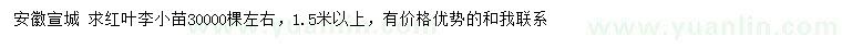 求購1.5米以上紅葉李小苗
