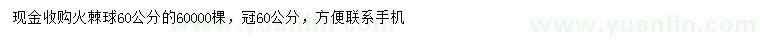 求購60*60公分火棘球