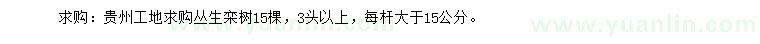 求購(gòu)叢生欒樹(shù)