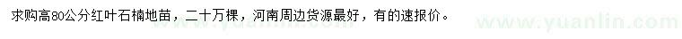 求購高80公分紅葉石楠