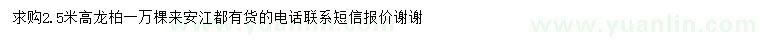 求購高2.5米龍柏