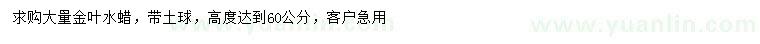 求購高60公分金葉水蠟