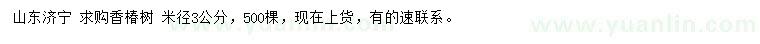 求購(gòu)米徑3公分香椿樹