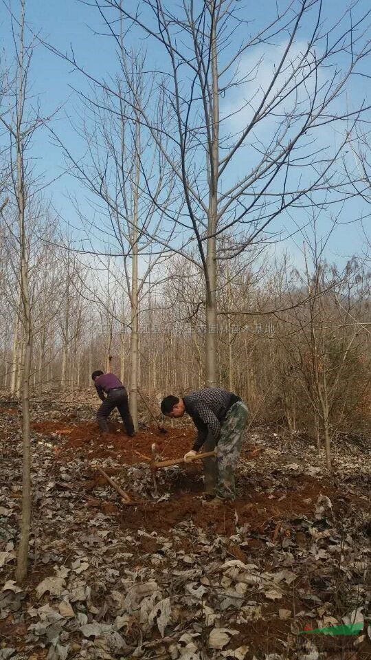 江西马褂木3介绍