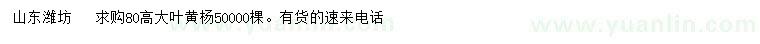 求購高80公分大葉黃楊