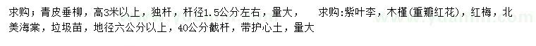 求購(gòu)青皮垂柳、紫葉李、木槿等