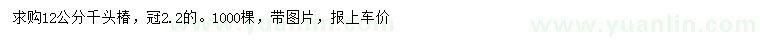 求購(gòu)12公分千頭椿