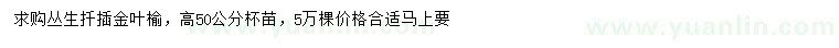 求購高50公分金葉榆