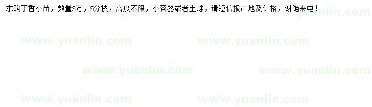 求購丁香小苗