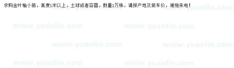 求購高1米以上金葉榆小苗