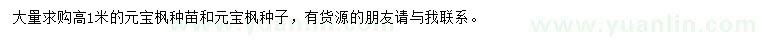 求購高1米元寶楓種苗、元寶楓種子