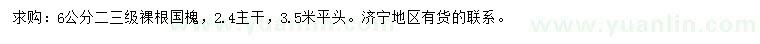 求購6公分國槐