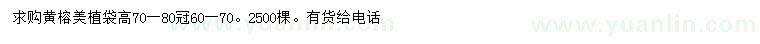 求購高70-80公分黃榕
