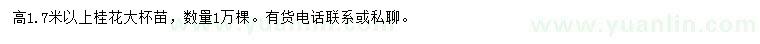 求購高1.7米以上桂花大杯苗