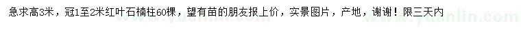求購高3米紅葉石楠柱