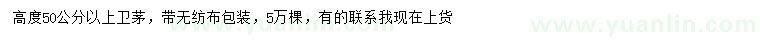 求購高50公分以上衛(wèi)茅