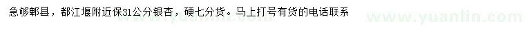 求購31公分銀杏