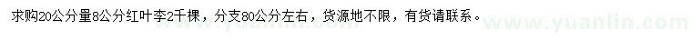 求購20公分量8公分紅葉李