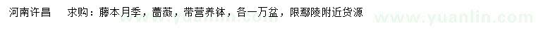 求購(gòu)藤本月季、薔薇
