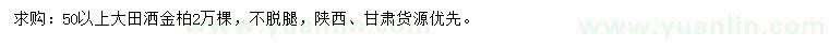 求購50公分以上灑金柏