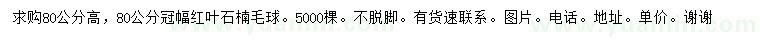 求購高80公分紅葉石楠毛球