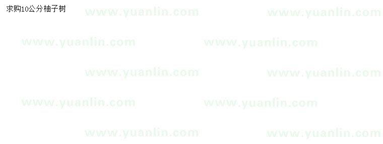 求購10公分柚子樹
