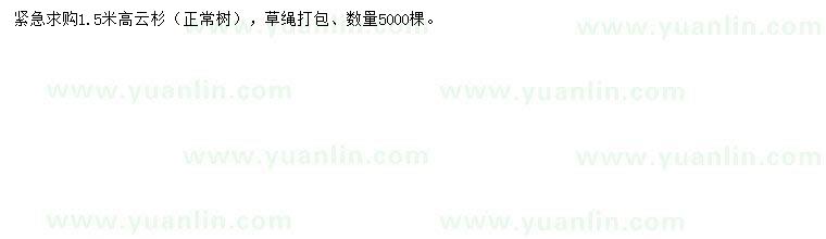 求購高1.5米云杉