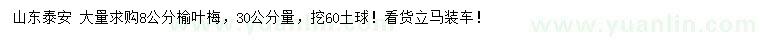 求購30公分量8公分榆葉梅