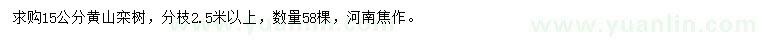 求購15公分黃山欒樹