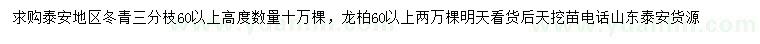 求購高60公分以上冬青、龍柏