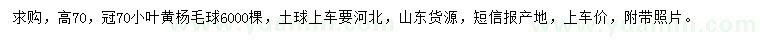 求購冠70公分小葉黃楊毛球