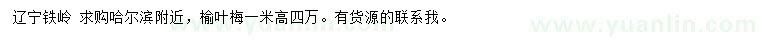 求購高1米榆葉梅