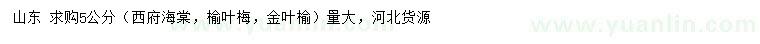 求購西府海棠、榆葉梅、金葉榆