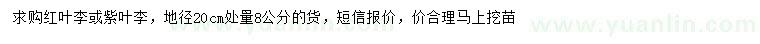 求購地徑20公分量8公分紅葉李或紫葉李