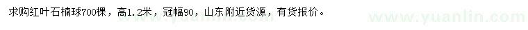 求購高1.2米紅葉石楠球