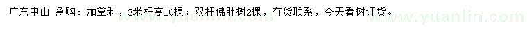 求購(gòu)桿高3米加拿利、雙桿佛肚樹