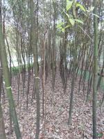 小香樟2供應(yīng)/小香樟2圖片